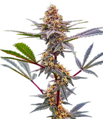 1774975736586.png 1774975736586.png