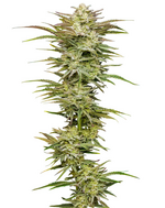 1774975795308.png 1774975795308.png