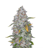 1775321047287.png 1775321047287.png