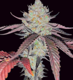 1775321051724.png 1775321051724.png