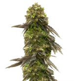 1775321055270.png 1775321055270.png