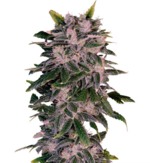 1775321058628.png 1775321058628.png