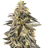 1775321069522.png 1775321069522.png