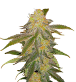 1775321073042.png 1775321073042.png