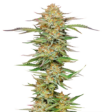 1775321076425.png 1775321076425.png