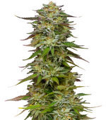 1775585984730.png 1775585984730.png