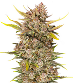 1775586032254.png 1775586032254.png