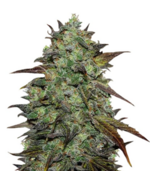 1775667137554.png 1775667137554.png