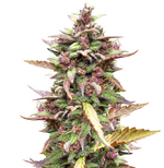 1775748186002.png 1775748186002.png