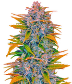 1775748214224.png 1775748214224.png