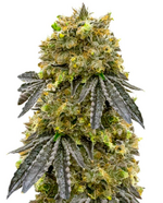 1775748246365.png 1775748246365.png