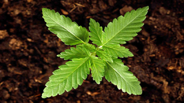 1775748310251.png 1775748310251.png