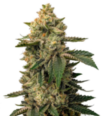 1775828262509.png 1775828262509.png