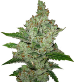 1775835335082.png 1775835335082.png