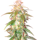 1775835357665.png 1775835357665.png