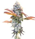 1775835373862.png 1775835373862.png