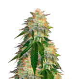 1775835386224.png 1775835386224.png