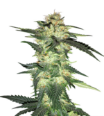 1775835397903.png 1775835397903.png