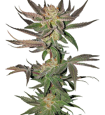 1775835474556.png 1775835474556.png