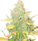 1775835483965.png 1775835483965.png