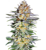 1775835498097.png 1775835498097.png