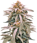 1775835822068.png 1775835822068.png