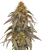 1775835842189.png 1775835842189.png