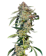 1775835861383.png 1775835861383.png