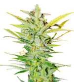 1775917398996.png 1775917398996.png