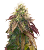 1775917407063.png 1775917407063.png