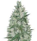 1775917415770.png 1775917415770.png