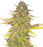 1775917420939.png 1775917420939.png