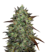 1775917425021.png 1775917425021.png