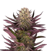 1775917435191.png 1775917435191.png