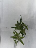 л — копия.JPG л — копия.JPG