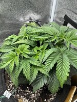 IMG_6387.jpeg