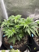 IMG_6431.jpeg