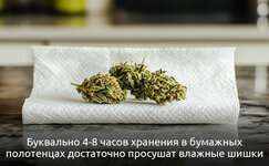 2-Kak-vysushit-promokshij-kannabis__lUZmqHAWyWgnVLDT.jpg