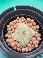 п — копия.JPG