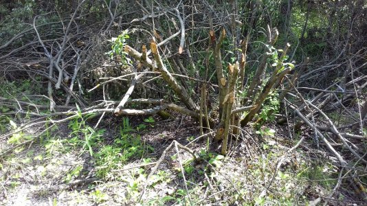 20160415_010840.jpg 20160415_010840.jpg