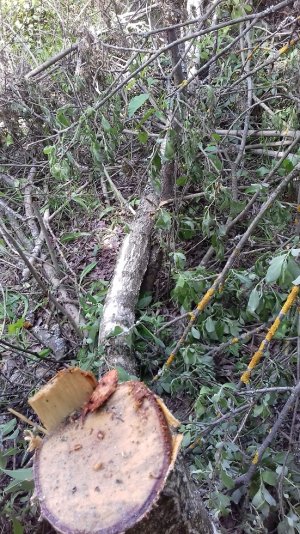 20160415_011040.jpg 20160415_011040.jpg