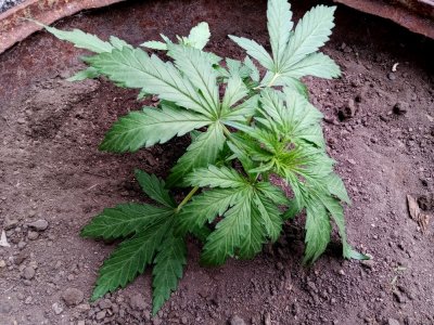 бочка3.jpg бочка3.jpg