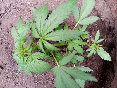 бочка4.jpg бочка4.jpg