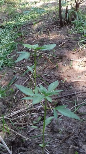 авто Magnesia Haze.jpg авто Magnesia Haze.jpg