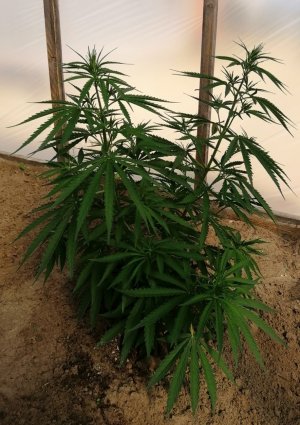 Screenshot_20220611_195347.jpg Screenshot_20220611_195347.jpg