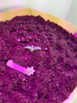 20220614_112500.jpg 20220614_112500.jpg