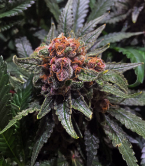 1655204266104.png 1655204266104.png