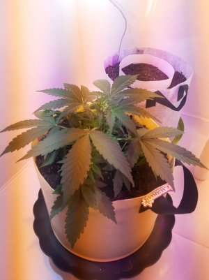 20220614_205346.jpg 20220614_205346.jpg