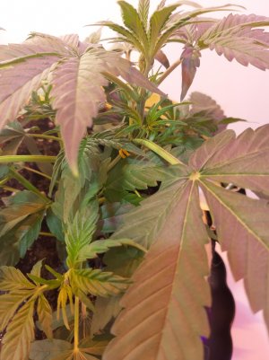 20220614_211744.jpg 20220614_211744.jpg