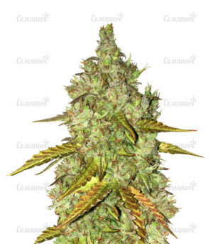 1655222435698.png 1655222435698.png